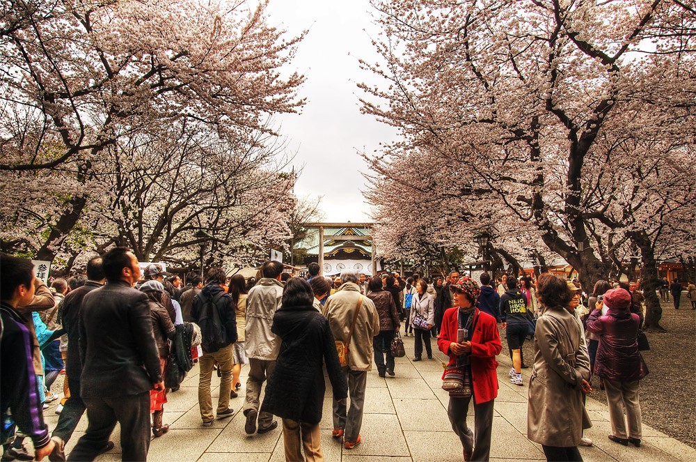 Yasukuni Shrine Sakura