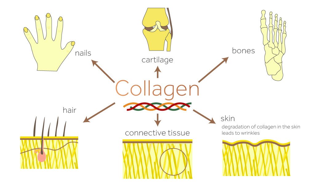 collagen cong dung