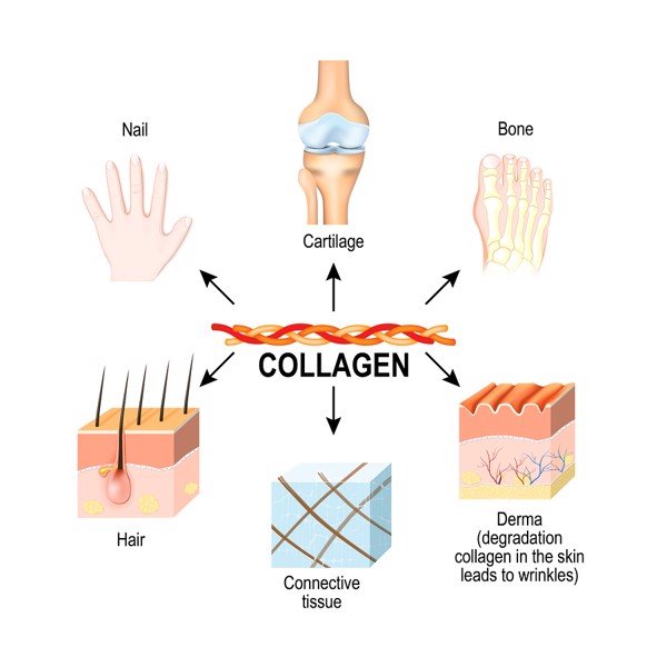 collagen la gi